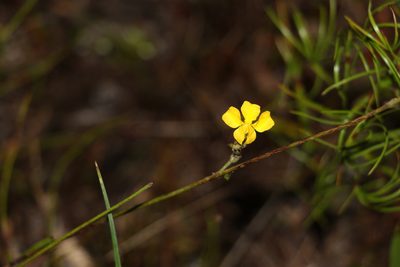 Goodenia stelligera, photographed by Greg Tasney