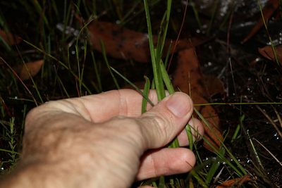 Goodenia stelligera, photographed by Greg Tasney