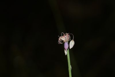 Sowerbaea juncea, photographed by Greg Tasney