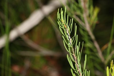 Strangea linearis, photographed by Greg Tasney