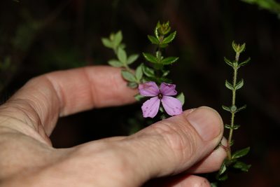 Tetratheca thymifolia, photographed by Greg Tasney