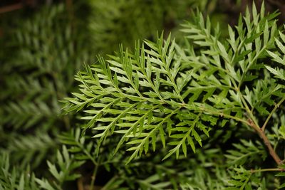 Lomatia silaifolia, photographed by Greg Tasney