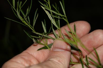 Zieria laxiflora, photographed by Greg Tasney