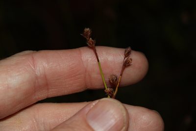 Baloskion tenuiculme, photographed by Greg Tasney