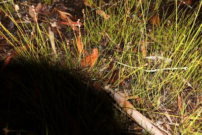 Baloskion tenuiculme, photographed by Greg Tasney