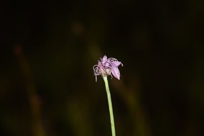 Sowerbaea juncea, photographed by Greg Tasney