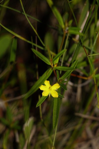 Hibbertia salicifolia, photographed by Greg Tasney