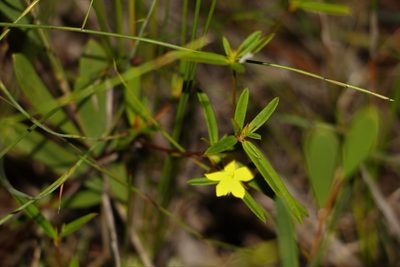 Hibbertia salicifolia, photographed by Greg Tasney