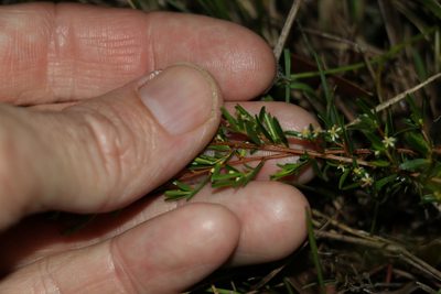 Pseudanthus orientalis, photographed by Greg Tasney