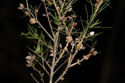 Melaleuca nodosa, photographed by Greg Tasney