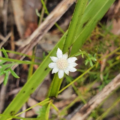 Actinotus minor, photographed by ronavery