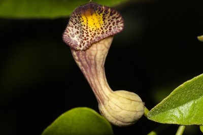 Aristolochia triangularis, photographed by Fernando Sessegolo