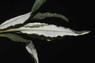 Eriogonum lonchophyllum, photographed by Brian Finzel