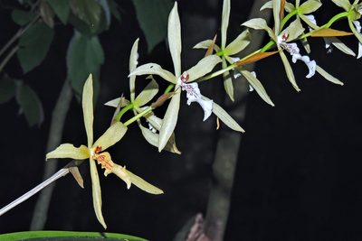 Miltonia flavescens, photographed by Hugo Hulsberg