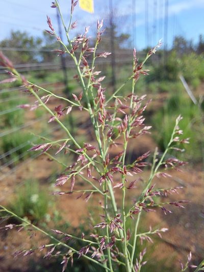 Eragrostis gummiflua, photographed by Manuel R Popp