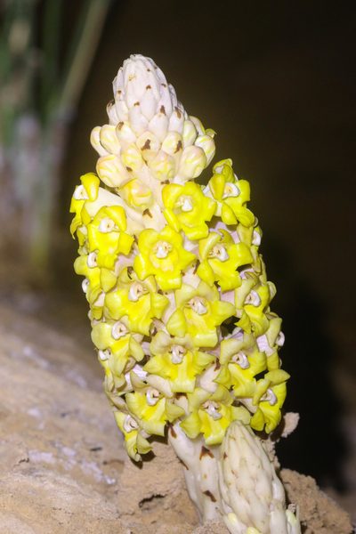 Cistanche tubulosa, photographed by Thomas Galewski