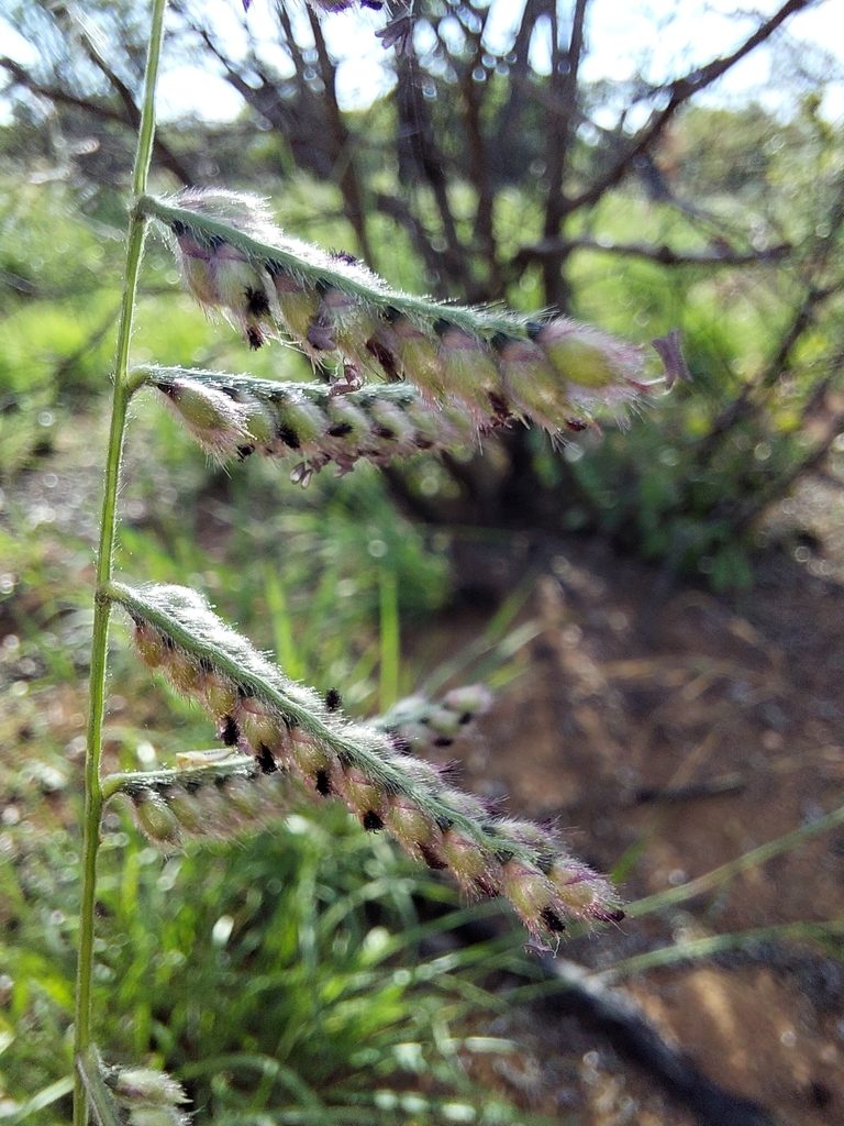 Urochloa nigropedata, photographed by Manuel R Popp