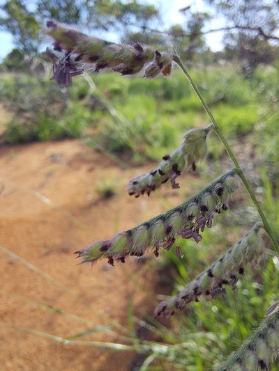 Urochloa nigropedata, photographed by Manuel R Popp