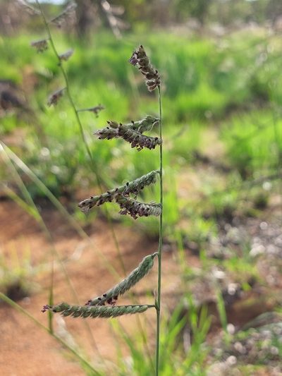 Urochloa nigropedata, photographed by Manuel R Popp
