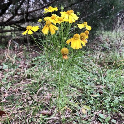 Helenium amarum, photographed by Clifton Ladd, C.W.B.