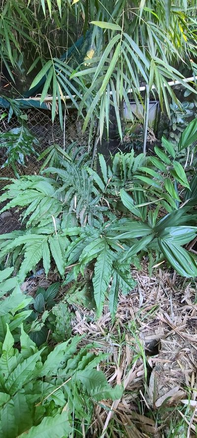 Ptychosperma propinquum, photographed by ritirene