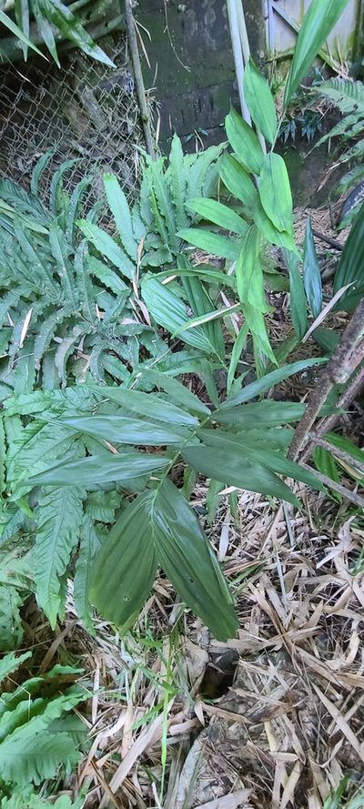 Ptychosperma propinquum, photographed by ritirene