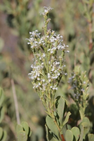 Saharanthus ifniensis, photographed by Olivier Argagnon