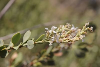 Saharanthus ifniensis, photographed by Olivier Argagnon