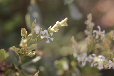 Saharanthus ifniensis, photographed by Olivier Argagnon