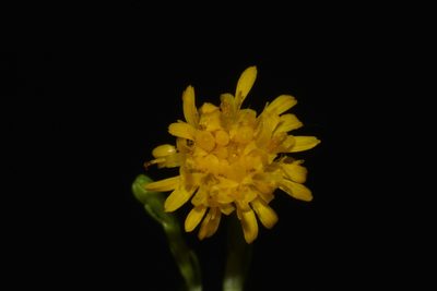 Euthamia occidentalis, photographed by Brian Finzel