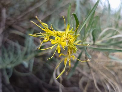 Stanleya pinnata, photographed by Daniel S.