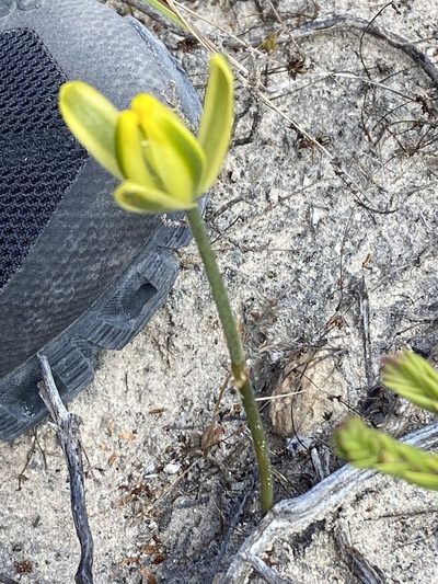 Albuca aurea, photographed by Christina