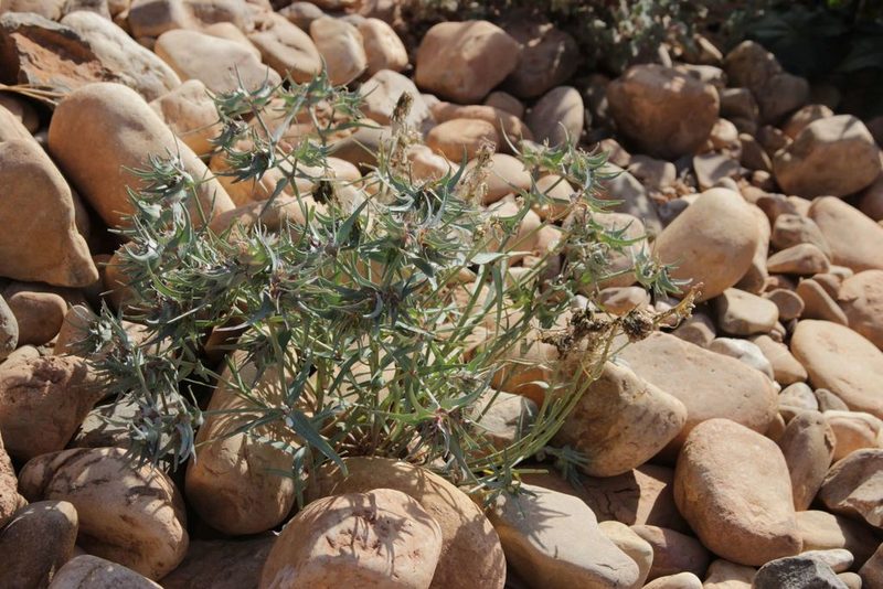 Euphorbia retusa, photographed by Olivier Argagnon