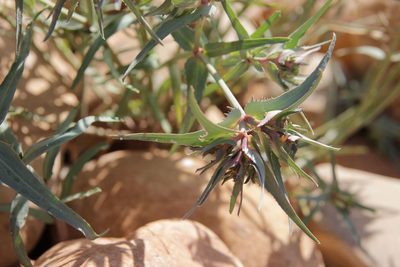 Euphorbia retusa, photographed by Olivier Argagnon