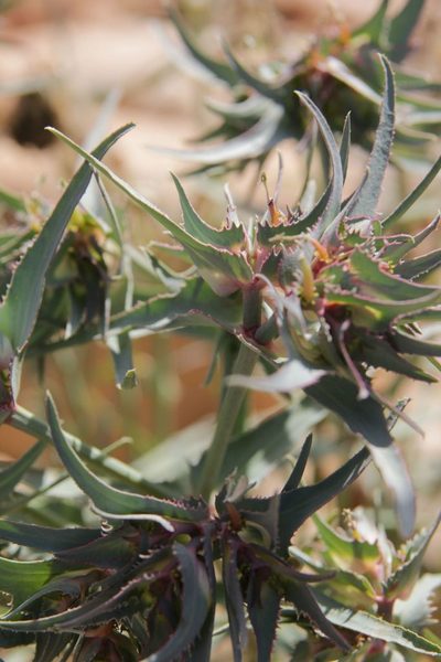 Euphorbia retusa, photographed by Olivier Argagnon