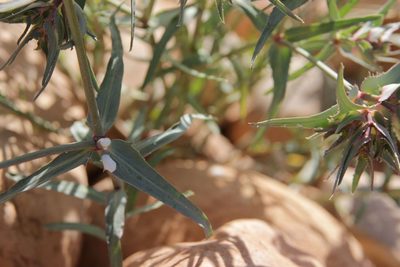 Euphorbia retusa, photographed by Olivier Argagnon