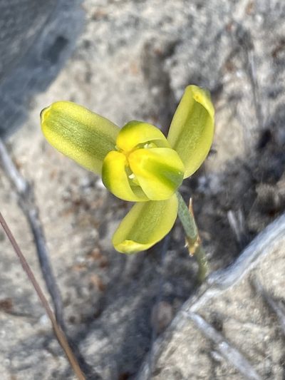 Albuca aurea, photographed by Christina