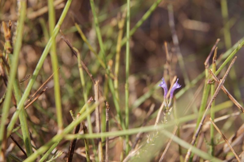 Lavandula coronopifolia, photographed by Olivier Argagnon