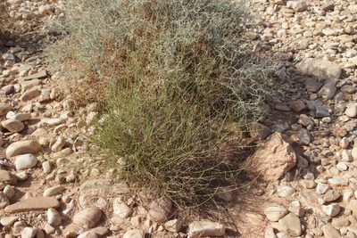 Lavandula coronopifolia, photographed by Olivier Argagnon