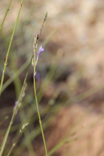 Lavandula coronopifolia, photographed by Olivier Argagnon