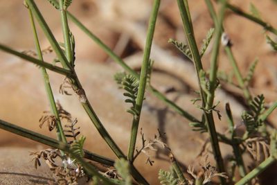 Lavandula coronopifolia, photographed by Olivier Argagnon