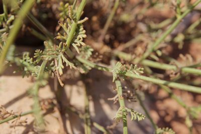 Lavandula coronopifolia, photographed by Olivier Argagnon