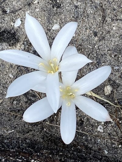 Apodolirion lanceolatum, photographed by Christina