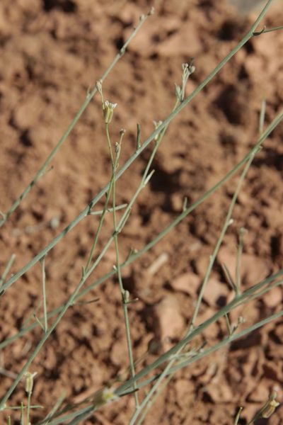 Farsetia occidentalis, photographed by Olivier Argagnon