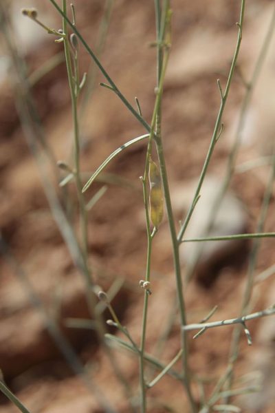Farsetia occidentalis, photographed by Olivier Argagnon