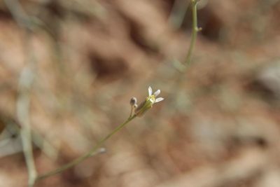 Farsetia occidentalis, photographed by Olivier Argagnon