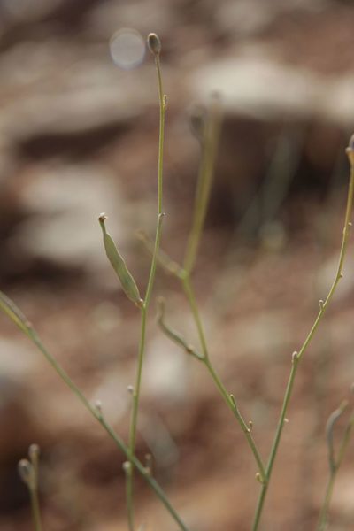 Farsetia occidentalis, photographed by Olivier Argagnon