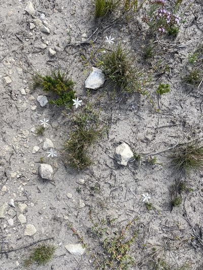 Apodolirion lanceolatum, photographed by Christina