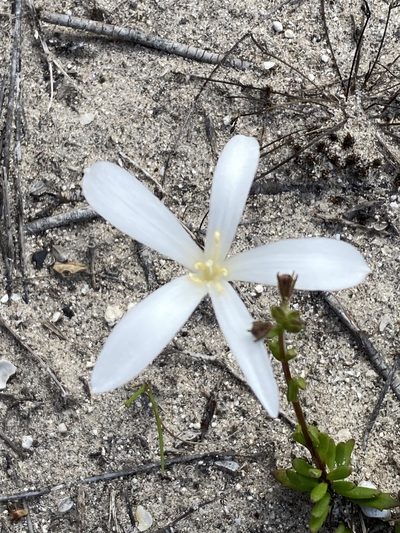 Apodolirion lanceolatum, photographed by Christina