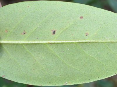 Rhododendron minus, photographed by Evan M. Raskin